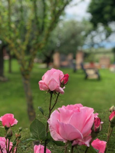 דירות ספלו Il Giardino Delle Rose מראה חיצוני תמונה